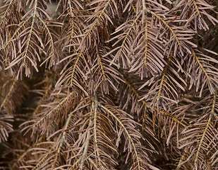 Image showing twigs with brown dry needles