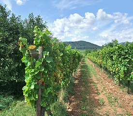 Image showing vineyard scenery in Alsace