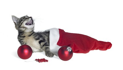 Image showing Christmas cat in red jelly bag cap