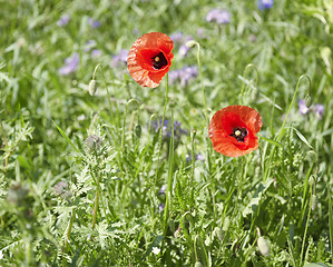 Image showing corn poppies