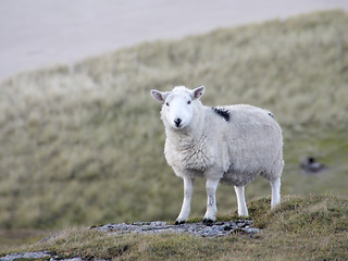 Image showing sheep at the coast detail