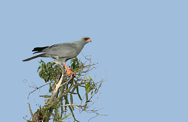 Image showing Goshawk on treetop