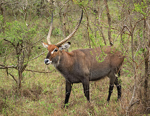 Image showing Defassa Waterbuck in shrubby vegetation