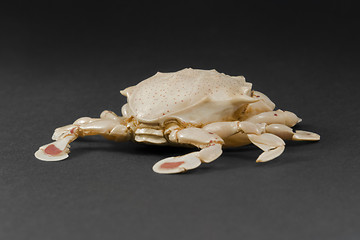 Image showing moon crab in dark back