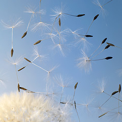 Image showing flying dandelion seeds in blue back