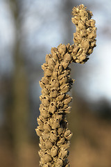 Image showing withered plant detail at autumn time