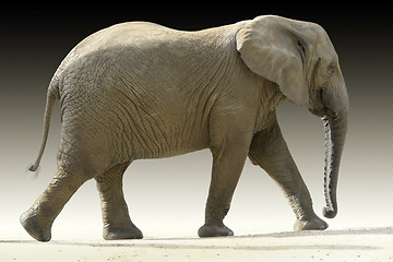 Image showing african elephant