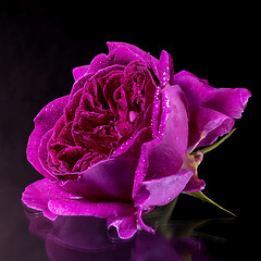 Image showing wet purple rose flower