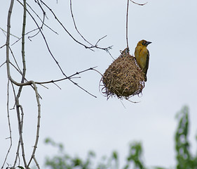 Image showing Weaver Bird and nest