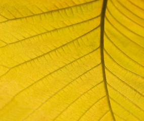 Image showing yellow autumn leaf detail