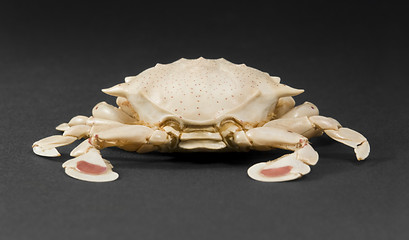 Image showing moon crab in dark back