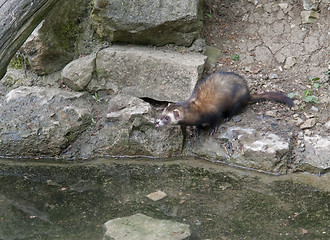 Image showing waterside Ferret