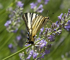 Image showing Scarce Swallowtail