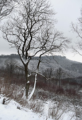 Image showing snowy winter scenery