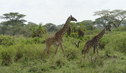 Image showing two Giraffes walking through green vegetation