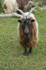 Image showing Valais Blackneck