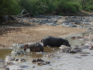 Image showing some Hippos waterside