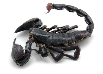 Image showing dark scorpion