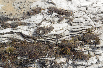 Image showing dry moss and clefty stone