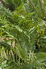Image showing dense jungle vegetation