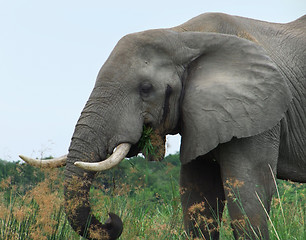 Image showing detail of a Elephant