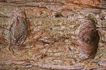 Image showing redwood bark detail