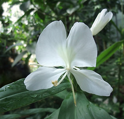 Image showing exotic white flower