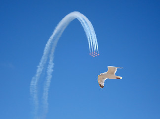 Image showing acrobatic flight and seagull