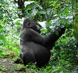 Image showing Gorilla in green vegetation