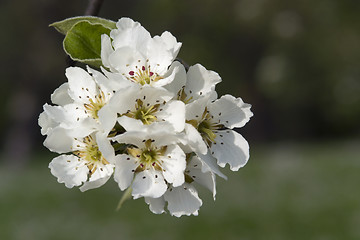 Image showing white pear blossoms