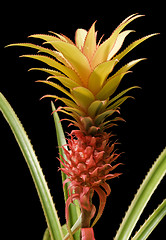 Image showing Pineapple fruit