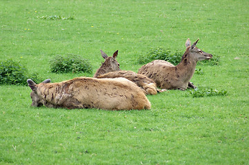 Image showing resting Red Deers