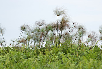 Image showing Papyrus plants near Lake Victoria