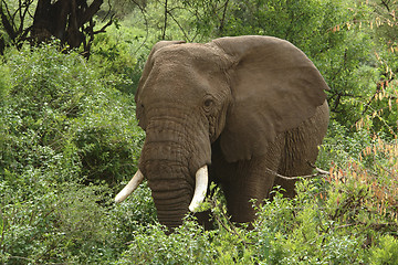 Image showing Elephant in green vegetation