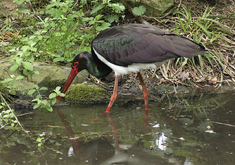 Image showing wading Black Stork