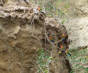 Image showing colorful Bee-eaters sitting on a twig