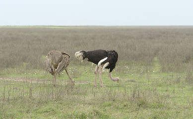 Image showing two Ostriches in natural ambiance