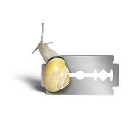 Image showing Grove snail and razor blade