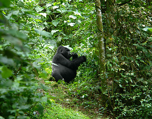 Image showing Gorilla in the jungle