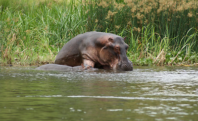 Image showing Hippos in Uganda