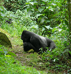 Image showing Gorilla in Africa