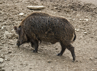 Image showing Wild boar