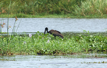 Image showing African Openbill in Uganda
