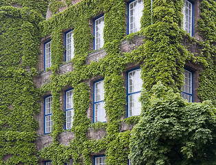 Image showing overgrown house facade