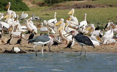 Image showing birds at the Queen Elizabeth National Park in Uganda