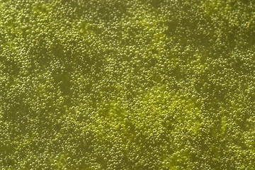 Image showing green bubbly slime detail