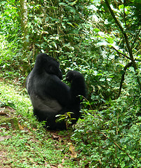 Image showing Gorilla in the jungle