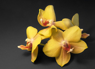 Image showing some yellow orchid flowers