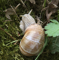 Image showing grapevine snail