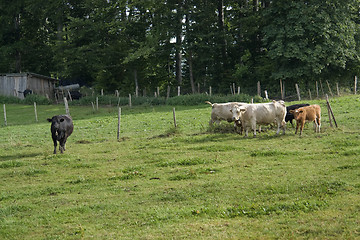 Image showing cattle on meadow at summer time